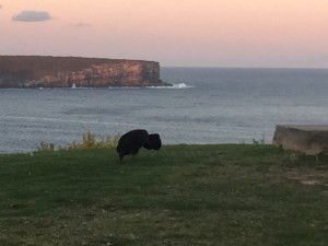 Female Turkey Grazing